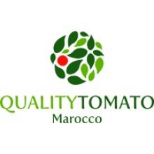 QUALITY TOMATO MOROCCO